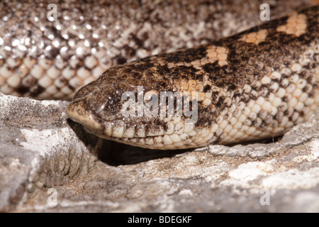 Sand Boa Eryx jaculus Stockfoto