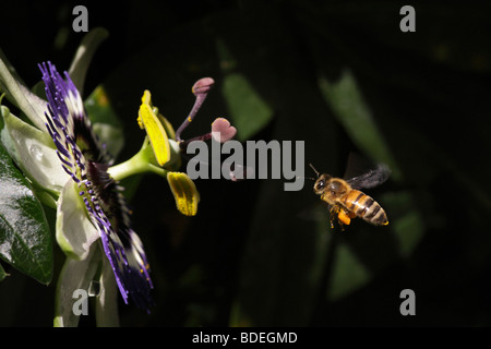 Honey Bee zufliegen Passionsblume Stockfoto