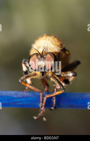 Räuber oder Assassin fliegen auf der Wäscheleine Stockfoto