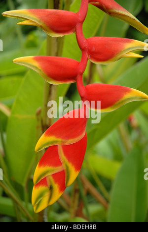 Heliconia Rostrata, botanische Gärten, Singapur Stockfoto