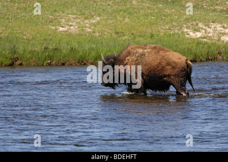 Bison-Büffel waten durch einen Fluss in Yellowstone USA Stockfoto