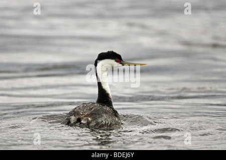 Western Grebe Aechmophorus Occidentalis schwimmen in einem Fluss in Yellowstone USA Stockfoto