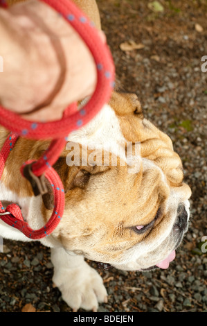 Bulldoggen an Leine Stockfoto