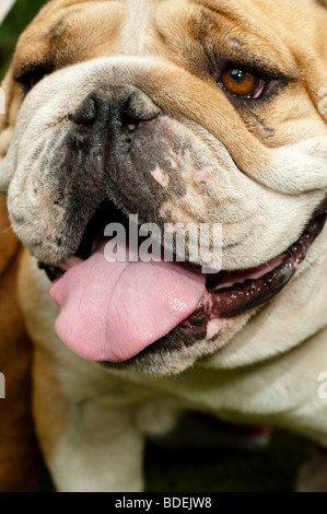 Bulldoggen an Leine Stockfoto