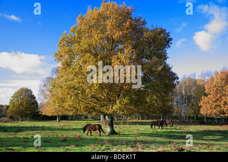 Eiche Exmoor Ponys Herbst Knettishall Heide Land Park Suffolk County England Großbritannien Stockfoto