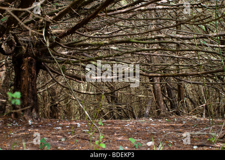 Kingley Vale alte Eibe Baum Wald, West Sussex, UK Stockfoto