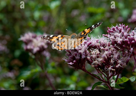 Distelfalter Schmetterling, Vanessa Cardui, West Sussex, UK Stockfoto