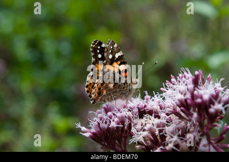 Distelfalter Schmetterling, Vanessa Cardui, West Sussex, UK Stockfoto