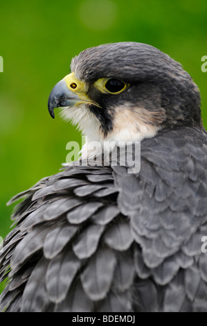 Peregrine Falcon Stockfoto