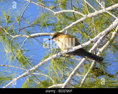 ein Vogel in einem Baum in Florida USA Stockfoto