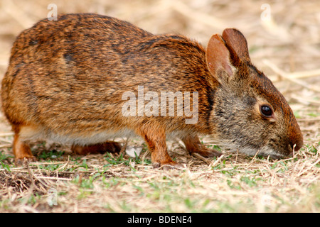 Florida Sumpf Kaninchen (Sylvilagus Palustris) ein kleines Cottontail Kaninchen Stockfoto