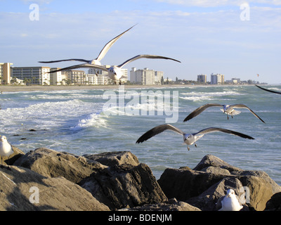 Venice Beach Florida USA mit Möwen auf den Felsen Stockfoto