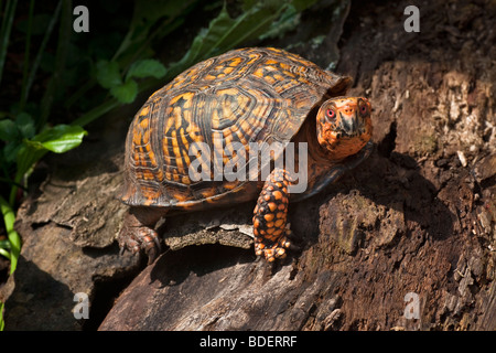 Östliche Kasten-Schildkröte, Terrapene Carolina carolina Stockfoto