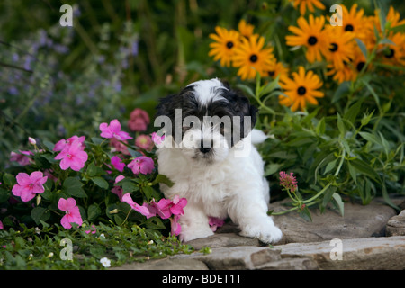 Der Coton de Tuléar ist eine kleine Hunderasse. Stockfoto