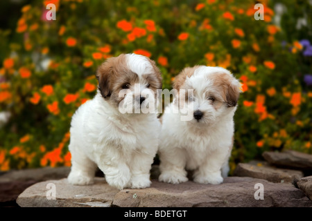 Der Coton de Tuléar ist eine kleine Hunderasse. Stockfoto