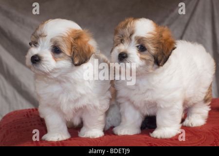 Der Coton de Tuléar ist eine kleine Hunderasse. Stockfoto