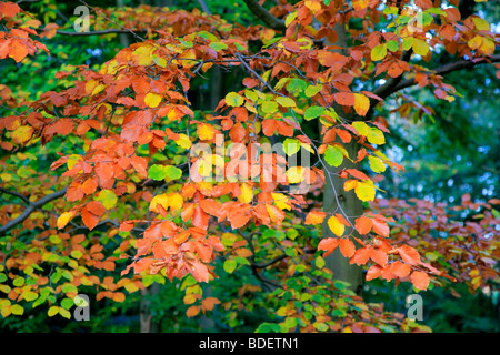 Buche Bäume Fagus Sylvatica Herbstlaub Farben in English Woodland New Forest Nationalpark Hampshire County England UK Stockfoto