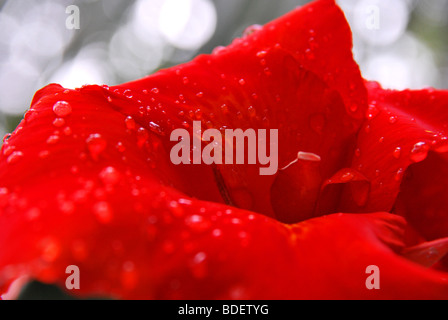 Regentropfen, ein Bild der Natur Farbkontrast. eine frische rote Blume mit Tropfen symbolisiert Energie und Jugendlichkeit. Stockfoto
