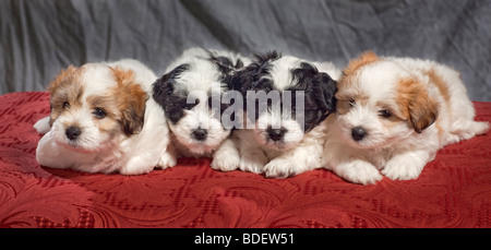 Der Coton de Tuléar ist eine kleine Hunderasse. Stockfoto