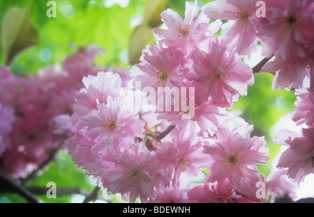 Hinterleuchtete blass rosa doppelte Blüten der Zierkirsche oder Prunus Pink Perfektion Baum mit Hintergrundbeleuchtung Ahorn Stengelblätter, darüber hinaus Stockfoto