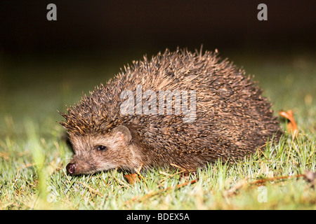 Östliche Europäische Igel, Erinaceus Concolor, Stockfoto