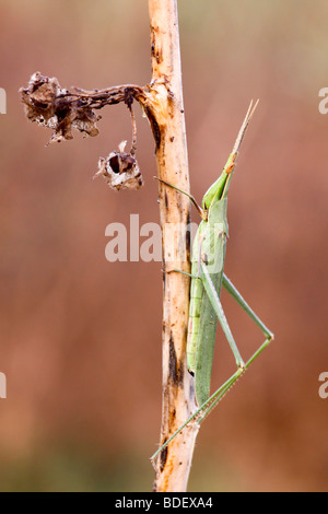 Acrida bicolor gehörnten Heuschrecke Stockfoto