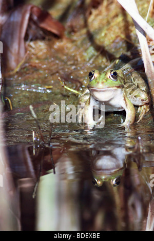 Europäische grüne Kröte Bufo viridis Stockfoto