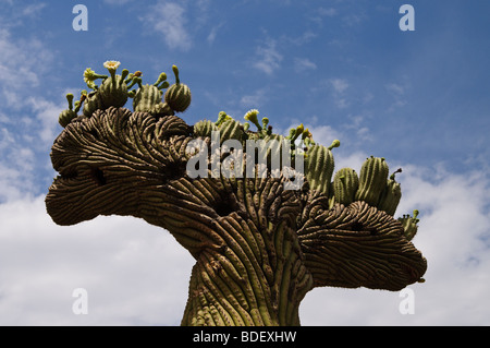 Crested Saguaro mit vielen Babys und Blüten an der Spitze Stockfoto