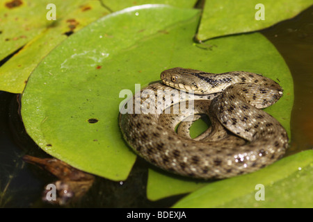 Würfel-Schlange (Natrix Tessellata) ist eine europäische nicht-giftigen Schlange Stockfoto