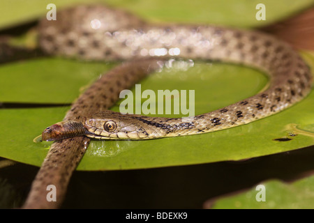 Würfel-Schlange (Natrix Tessellata) schluckt ein Fisch Stockfoto