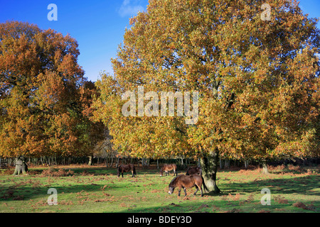 Exmoor Ponys Herbst Knettishall Heide Land Park Suffolk County England Großbritannien Stockfoto