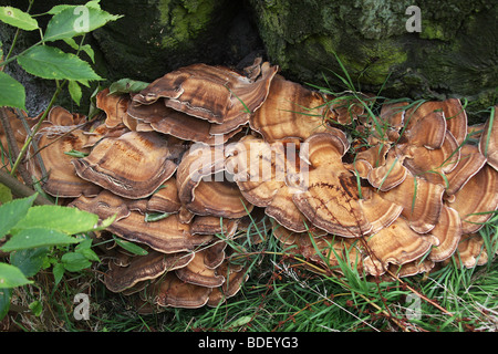 Halterung Pilz auf Toten Baumstumpf. Stockfoto