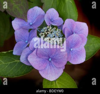 Lila blau lila Blume Hortensie blüht junge aufstrebende Stockfoto