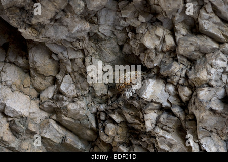 Eurasian Crag Martin Ptyonoprogne Rupestris nest Stockfoto