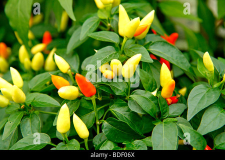 Peperoni Capsicum Annuum Royal Botanic Gardens Kew in Richmond, London, England. Stockfoto