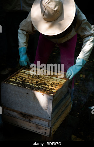 Eine städtische Imker bei der Arbeit in London. Stockfoto