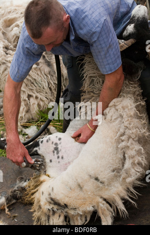 Schafschur in Yorkshire, Vereinigtes Königreich Stockfoto