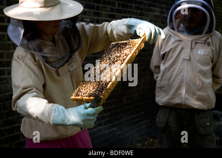 Eine städtische Imker bei der Arbeit in London. Stockfoto