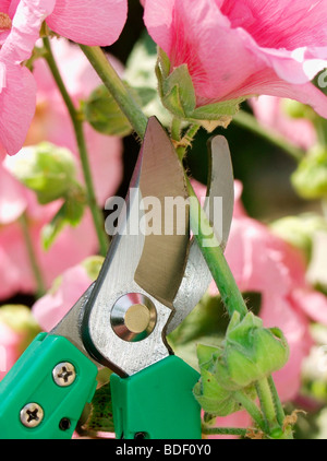 Stockrose (Althaia Rosea) Stockfoto