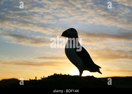 Skomer Island Papageientaucher Silhouette gegen den Sonnenuntergang. Stockfoto