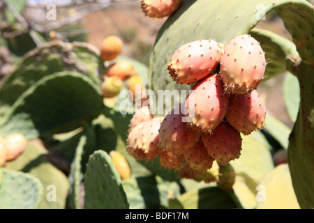 Feigenkaktus, Opuntia Ficusindica mit reichlich Reife Früchte wachsen wild in Kreta, Griechenland, Stockfoto