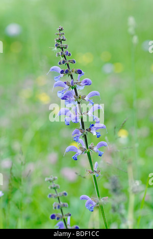 Wiese Clary, Salvia Pratensis. Slowenische Wiese. Stockfoto