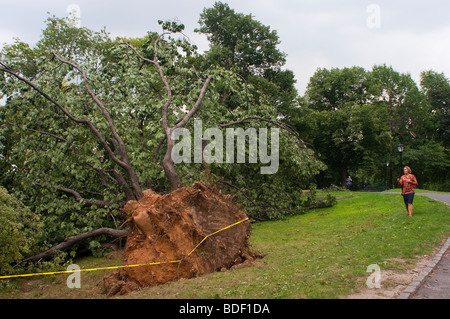 Eine Frau untersucht einen Baum, der während eines Sommersturms entwurzelt wurde. Stockfoto