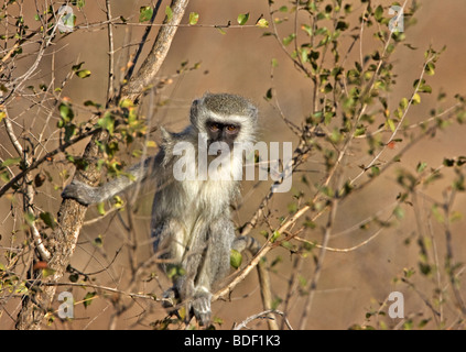 Vervet Affe im Baum betrachten Besucher mit viel Interesse, Kruger Park. Stockfoto