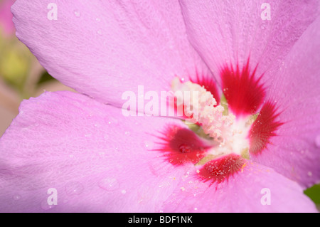 Nahaufnahme von Hibiscus Syriacus aka Rose von Sharon Stockfoto