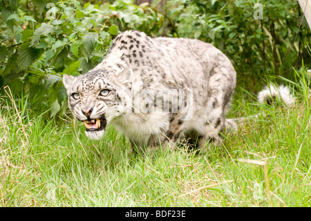 Snow Leopard in Gefangenschaft bei den Santago seltenen Leoparden Zucht-Zentrum in England. Stockfoto