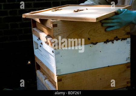 Ein Langsthorn Bienenstock in London, Vereinigtes Königreich. Stockfoto