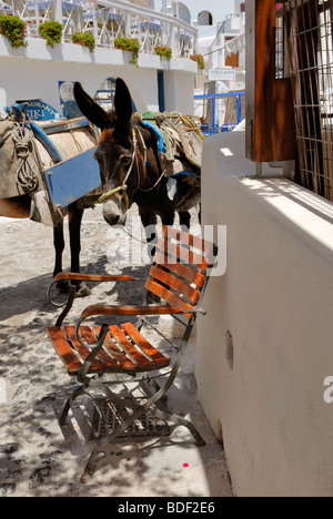 Zwei Esel auf der Esel-Station und der Esel-Fahrersitz. Die alte Muleway mit 587 Stufen des Kraters von Fira entfernt heruntergekommen Stockfoto