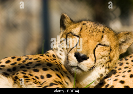 Foto eines Geparden im Moskauer Zoo. Das Tier schläft auf der Sonne. Stockfoto