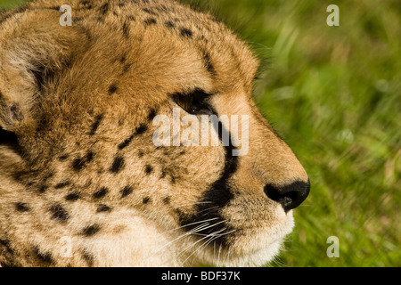 Foto eines Geparden im Moskauer Zoo. Die schnellsten Raubtier. Stockfoto